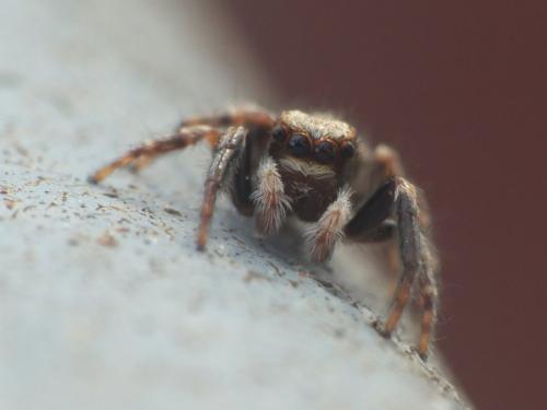 Pseudeuophrys lanigera